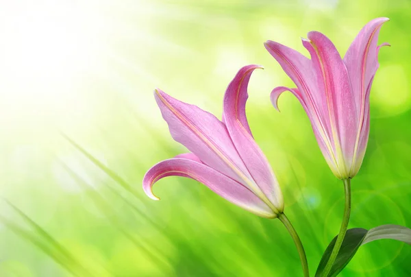 Рожева лілія квіти — стокове фото
