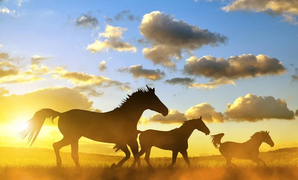 Hästar i galopp vid solnedgången. — Stockfoto