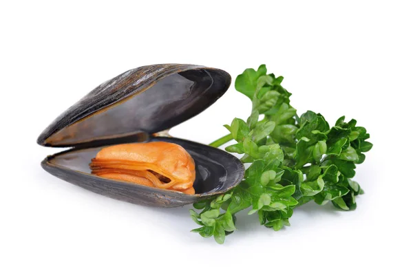 Cozze bollite isolate — Foto Stock