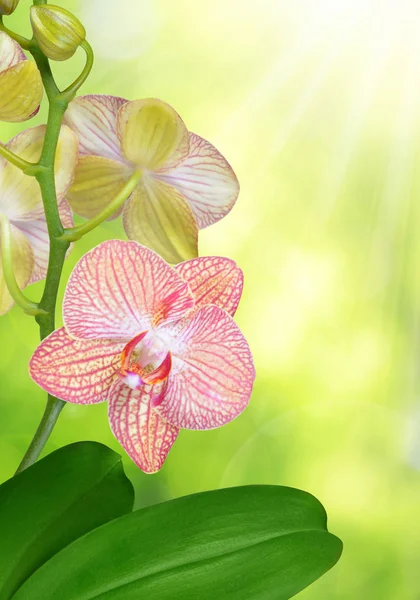 Orquídea rosa de perto — Fotografia de Stock