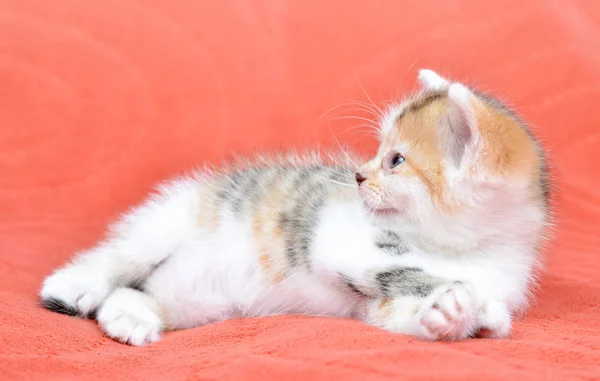 Pequeño gato mentiroso — Foto de Stock