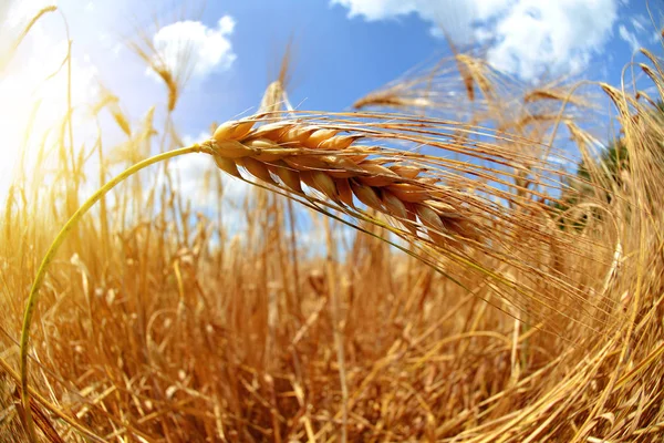 Campo con orecchie d'orzo mature — Foto Stock