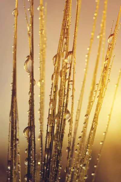 Gotas de orvalho na orelha de cevada ao nascer do sol de perto . — Fotografia de Stock