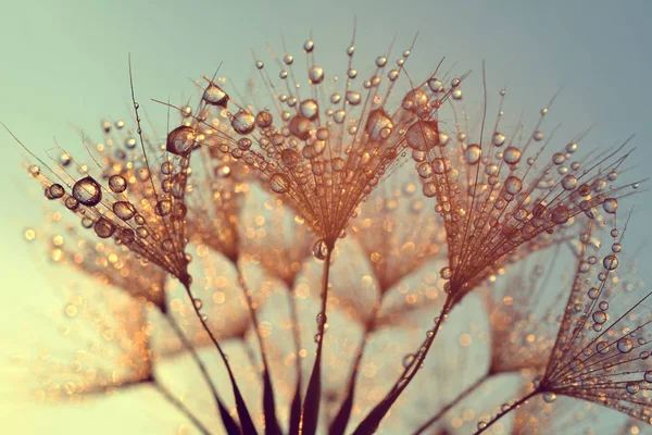 Dew drops on a dandelion seeds — Stock Photo, Image