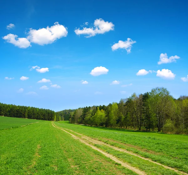 Zomer landelijk landschap — Stockfoto