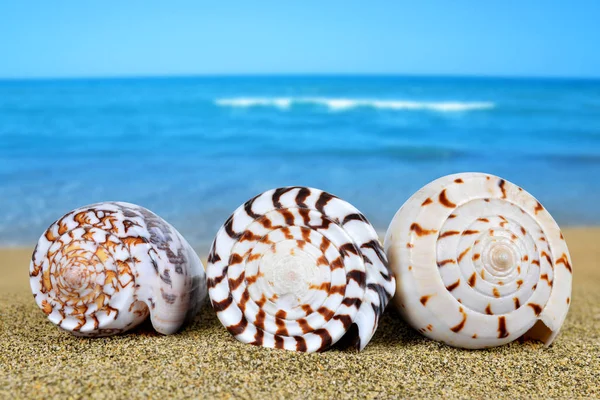 Tropical sea shells — Stock Photo, Image