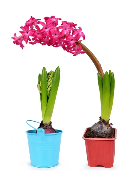 Pink hyacinth in flower pot. — Stock Photo, Image