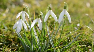Kardelen çiçek yakın çekim. 