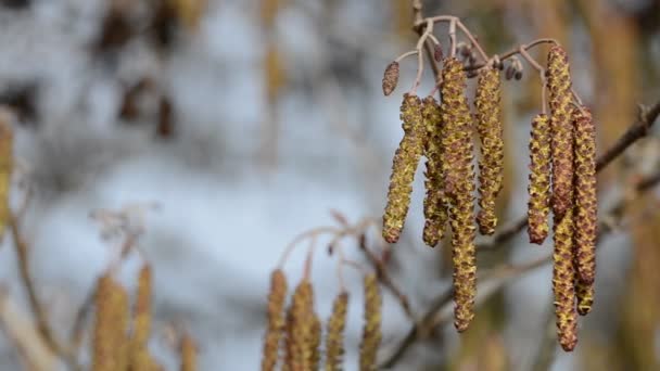 Catkins na oddział z bliska. — Wideo stockowe