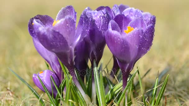 Regndroppar faller på lila crocus blommor. — Stockvideo