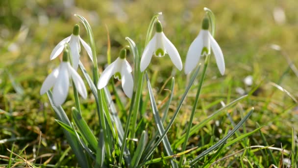 Chute de neige fleurs fermer . — Video