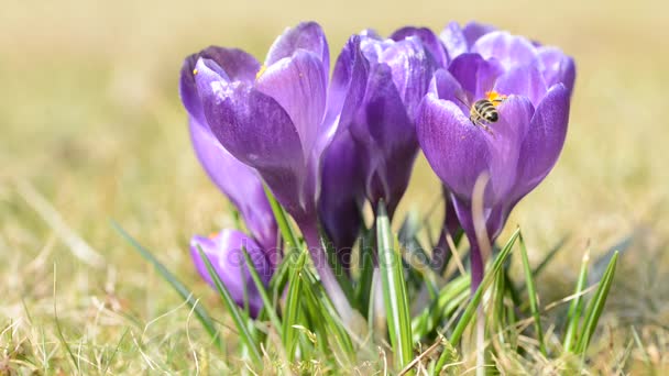 Purple crocus flower with bee on the meadow. — Stock Video