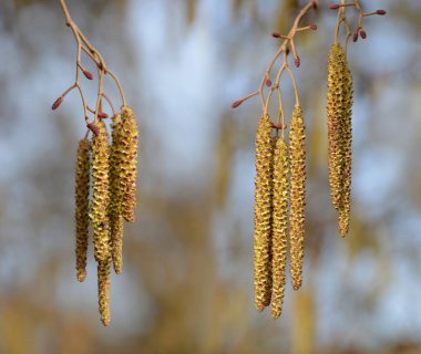 Kedicikler dalı yakın çekim. 