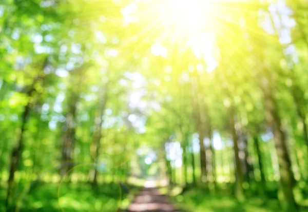 Bokeh in the spring forest with sunshine. — Stock Photo, Image