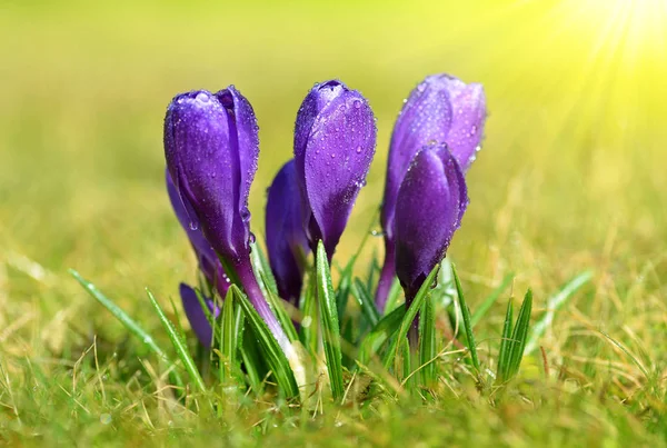 Fiore di primavera Crocus con gocce di rugiada — Foto Stock