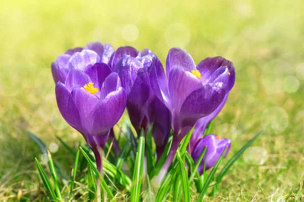 Jarní květina šafrán — Stock fotografie