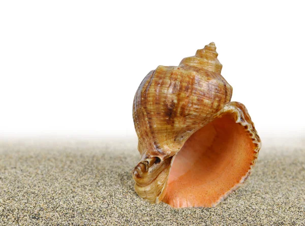 Concha do mar na areia — Fotografia de Stock