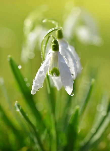 Dew drop on snowdrop flower close up. — Stock Photo, Image