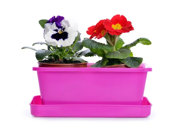 Fiore primaverile viscido e primula in vaso rosa — Foto Stock