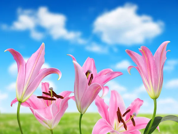 Rosa Lilienblüten — Stockfoto