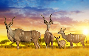Büyük kudu sürüsü savana üzerinde 