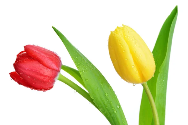 Kapky rosy na červený a žlutý Tulipán — Stock fotografie