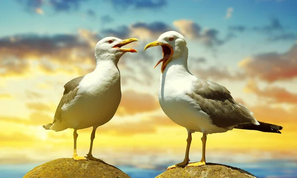 Dos gaviotas de pie sobre piedra —  Fotos de Stock