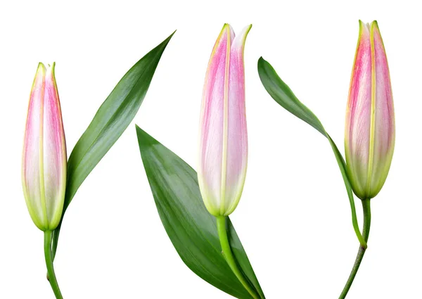 Lilienblüten isoliert — Stockfoto