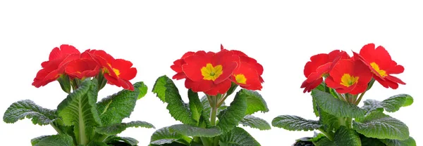 Primavera flores vermelhas prímula — Fotografia de Stock