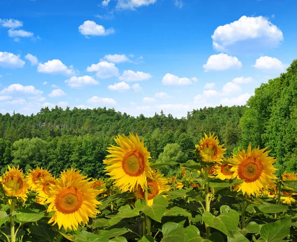 Kvetoucí slunečnice na hřišti — Stock fotografie
