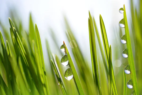 Grama de primavera verde fresco com gotas de orvalho — Fotografia de Stock