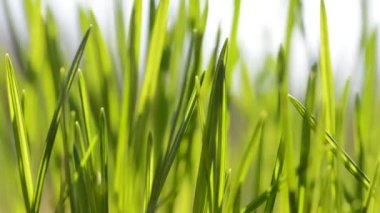 Otların arasında rüzgar taze yeşil bıçaklar.