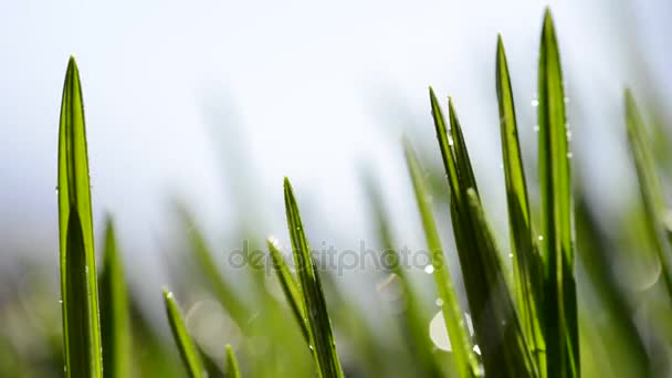 Lames vertes fraîches d'herbe sous la pluie . — Video