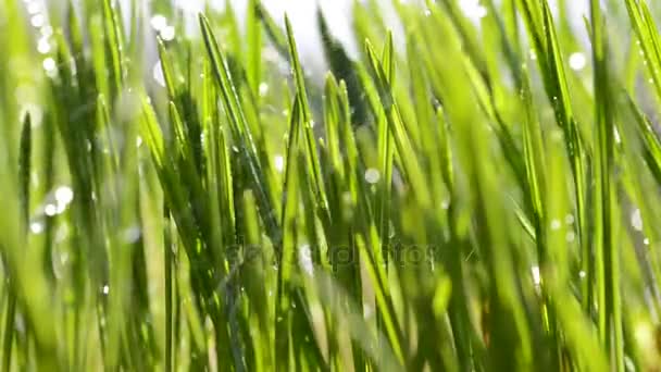 Hojas verdes frescas de hierba bajo la lluvia . — Vídeos de Stock