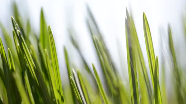 Зеленые пятна травы под дождем . — стоковое видео