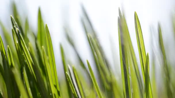 Frische grüne Grashalme bei Regen. — Stockvideo