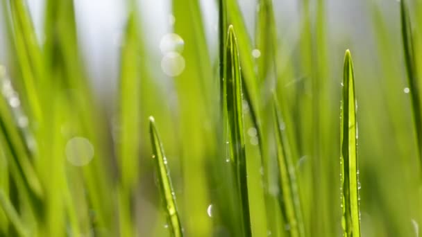 Lames vertes fraîches d'herbe sous la pluie .