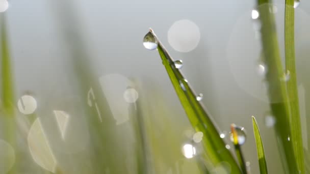 Hierba fresca de primavera verde con gotas de rocío . — Vídeos de Stock
