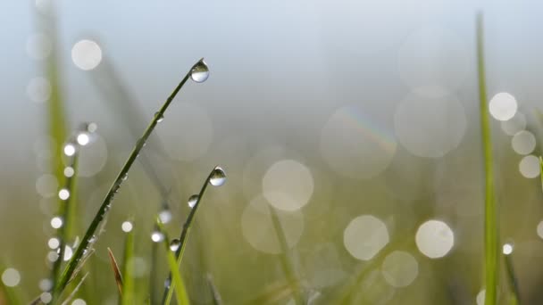 Hierba fresca de primavera verde con gotas de rocío . — Vídeos de Stock