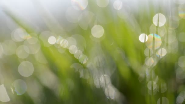Oskärpa grön abstrakt natur bakgrund — Stockvideo