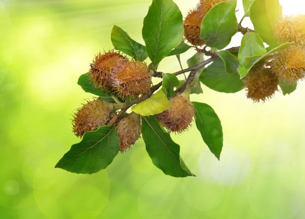 Beech branch with beechnuts — Stock Photo, Image
