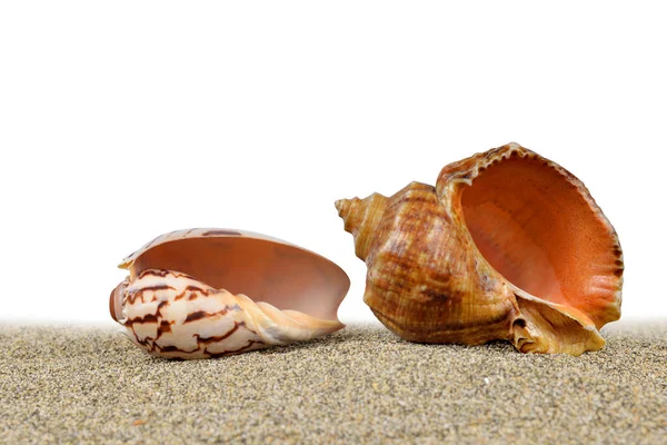 Conchas de mar en la arena — Foto de Stock