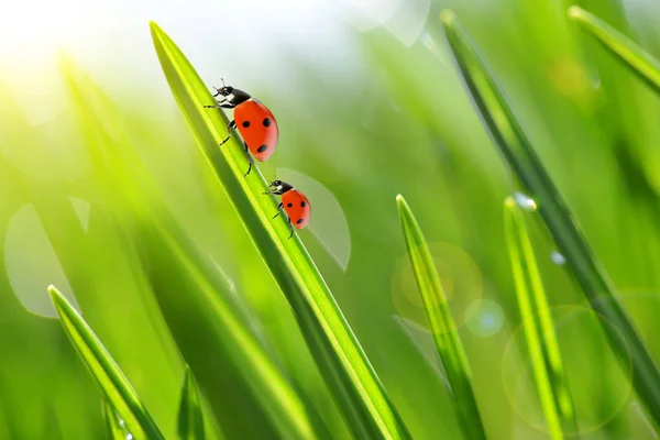 Frisse groene gras met lieveheersbeestjes closeup. — Stockfoto