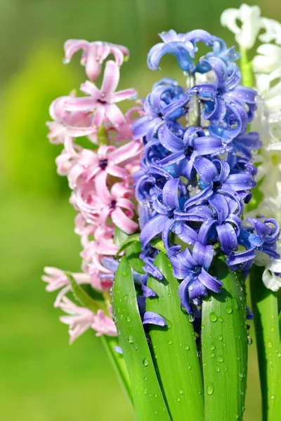 Gocce di rugiada su un fiore di primavera Giacinto . — Foto Stock