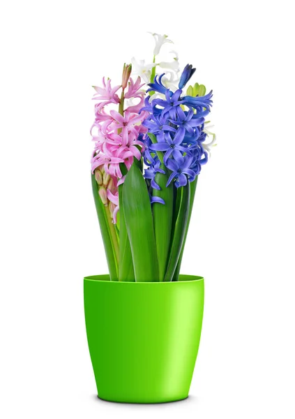 Colorful fresh hyacinth flowers in pot — Stock Photo, Image