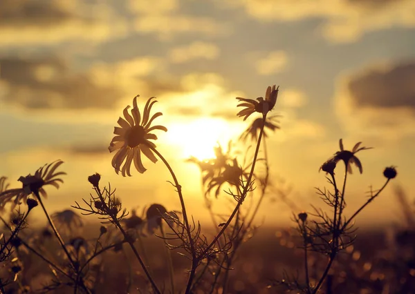 Marguerite sur prairie au coucher du soleil . — Photo
