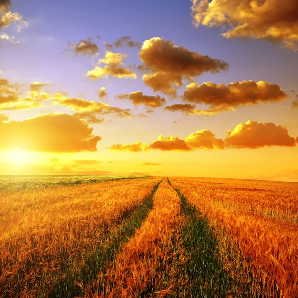 Champ de blé doré au coucher du soleil. — Photo