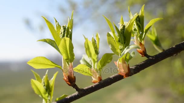 Spring branch tree. — Stock Video