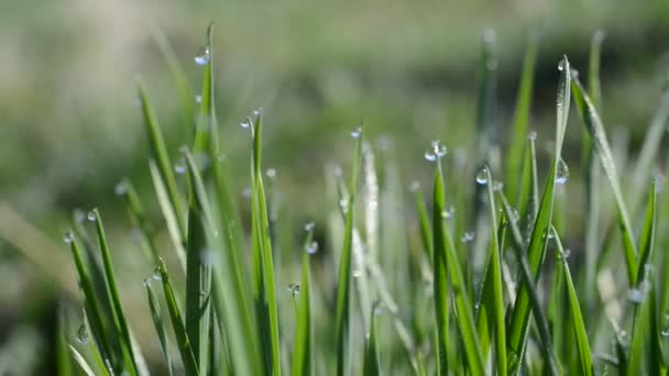 Verse groene lente gras met dauw druppels — Stockvideo
