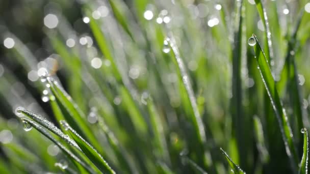 Hierba fresca de primavera verde con gotas de rocío — Vídeos de Stock